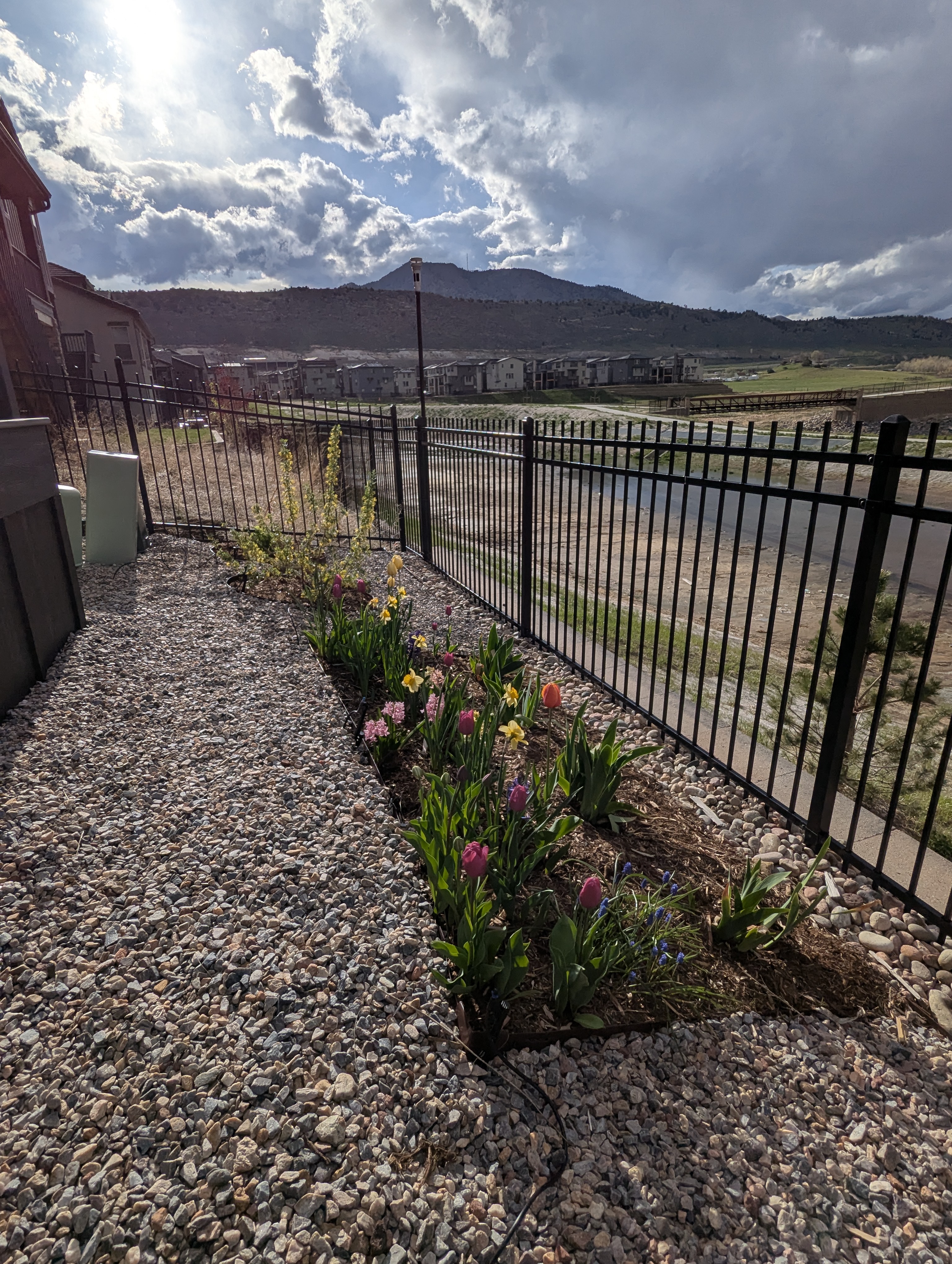 flowers, Morrison, Colorado